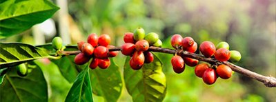 Activities at Coffee Valley Homestay Chikmagalur