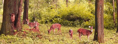 Hot Spots of Chikkamagalur