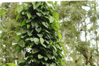 Coffee Valley Homestay Chikkamagalur