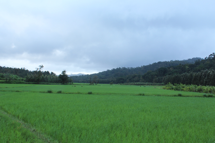 Scenic View of Chikmagalur