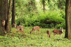Bhadra Forest Reserve Chikkamagalur